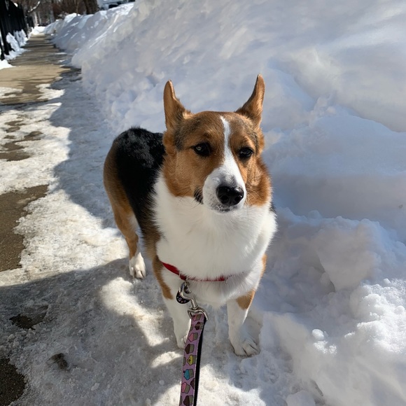 Meet your Posher, Caroline - Picture 1 of 1